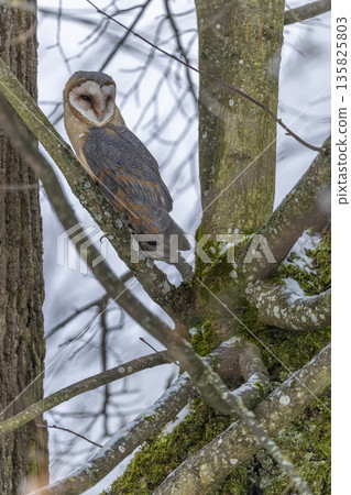 Barn owl perched on tree branch in winter 135825803