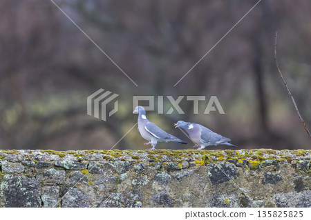 Wood pigeons interacting on a moss covered stone wall 135825825