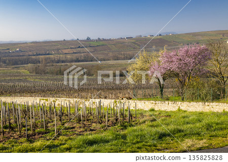 Saone et Loire vineyard in early spring blooming trees Saone et Loire vineyard in early spring blooming trees 135825828