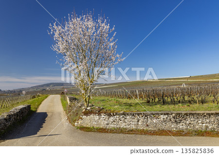 Spring flowering tree in Volnay vineyard landscape Spring flowering tree in Volnay vineyard landscape 135825836