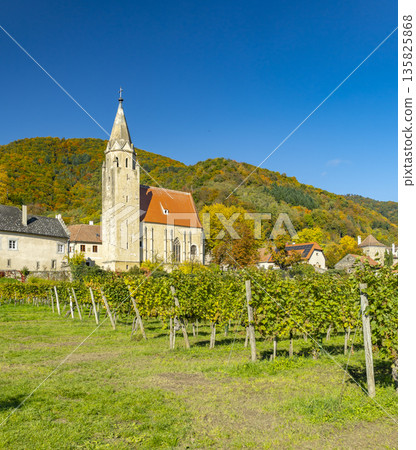 Spitz church and vineyards in Wachau valley, Austria 135825868