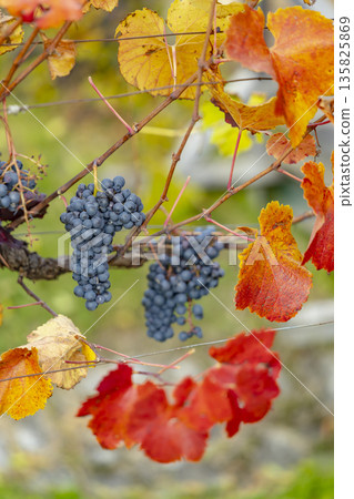 Ripe grapes hanging on vine, Schonberg am Kamp, Austria 135825869