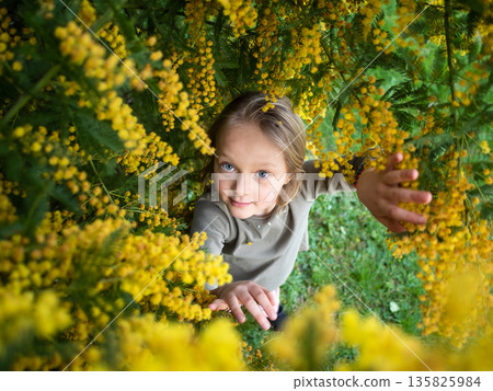 Child Reaching for Mimosa Flowers in Garden Scene Child Reaching for Mimosa Flowers in Garden Scene 135825984