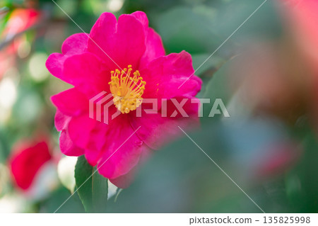 Camellia - The Arrival of Winter Image 135825998