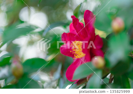 Camellia - The Arrival of Winter Image 135825999