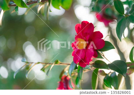 Camellia - The Arrival of Winter Image Camellia - The Arrival of Winter Image 135826001