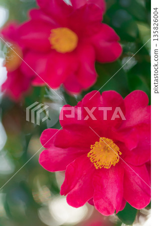 Camellia - The Arrival of Winter Image Camellia - The Arrival of Winter Image 135826004