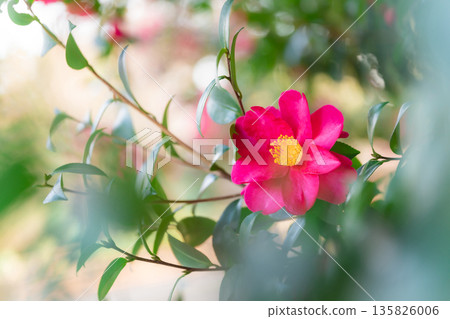 Camellia - The Arrival of Winter Image 135826006