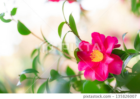Camellia - The Arrival of Winter Image Camellia - The Arrival of Winter Image 135826007