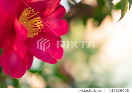 山茶花-冬日景象的到來 山茶花-冬日景象的到來 135826008