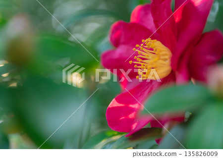 山茶花－冬日景象的到來 135826009