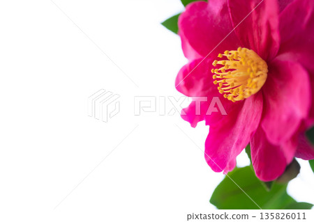 Camellia - The Arrival of Winter Image 135826011