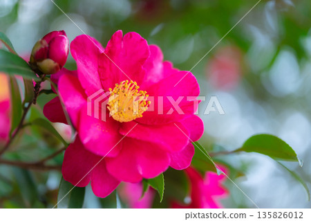 Camellia - The Arrival of Winter Image Camellia - The Arrival of Winter Image 135826012