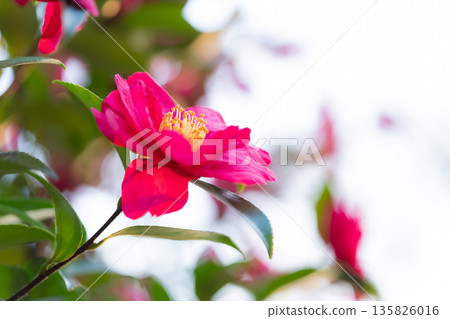 山茶花-冬日景象的到來 山茶花-冬日景象的到來 135826016