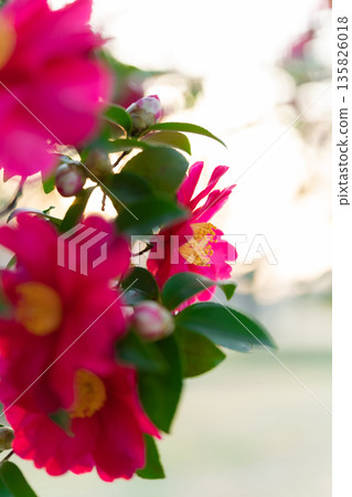 山茶花-冬日景象的到來 山茶花-冬日景象的到來 135826018
