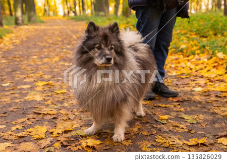 wolf spitz dog enjoying a walk on a sunny autumn day surrounded by colorful yellow and orange leaves in a park. gray German Wolfspitz wolf spitz dog enjoying a walk on a sunny autumn day surrounded by colorful yellow and orange leaves in a park. gray German Wolfspitz 135826029