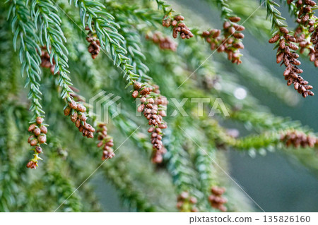 杉花粉散落的季節 135826160