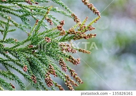 杉花粉散落的季節 杉花粉散落的季節 135826161