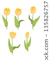 簡單的黃色鬱金香插畫 135826757