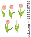 簡單的粉紅鬱金香插畫 135826759
