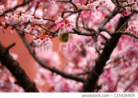 Atami cherry tree and mezzo Atami cherry tree and mezzo 135826809