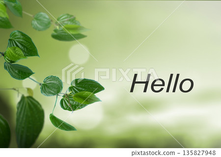 A bright and fresh composition featuring green heart-shaped leaves on a vine with the word Hello written against a soft, blurred green nature background with bokeh 135827948