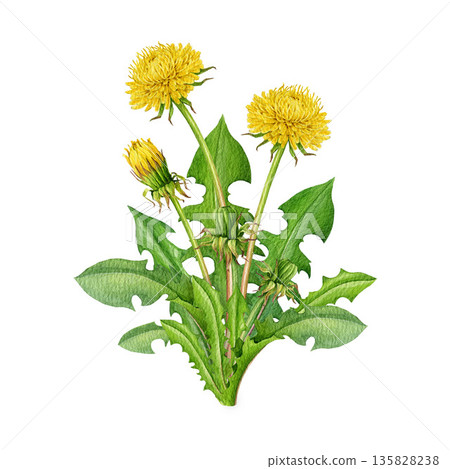 Dandelion plant with leaves and flowers watercolor illustration. Hand drawn vintage style botanical realistic spring wildflower illustration. Dandelion wild medicinal herb on white background Dandelion plant with leaves and flowers watercolor illustration. Hand drawn vintage style botanical realistic spring wildflower illustration. Dandelion wild medicinal herb on white background 135828238