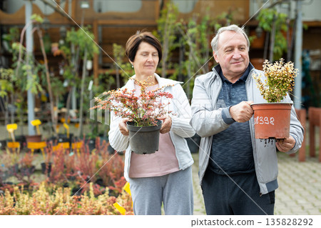 elderly man and woman buy young barberry plants at a flower shop 135828292