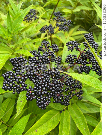 Elderberries grow in the mountains of Sochi. 135828366