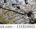 Cherry Blossoms ⑭ 135828402