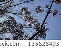 Cherry Blossoms ⑮ 135828403