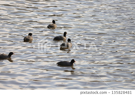 一群白骨在冬天河裡游泳 一群白骨在冬天河裡游泳 135828481