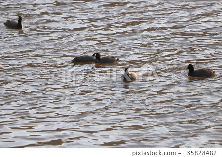 A flock of coots swimming in the winter river 135828482
