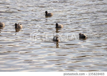 A flock of coots swimming in the winter river 135828483