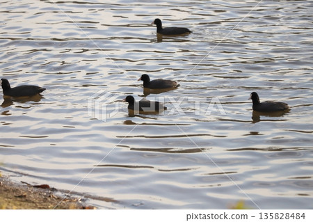 A flock of coots swimming in the winter river A flock of coots swimming in the winter river 135828484