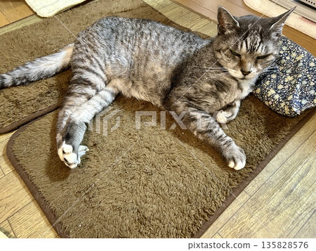 A cat to take a nap 135828576