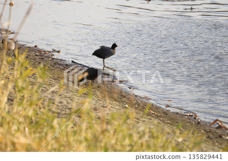 Coots standing on a riverbank in winter and feeding 135829441