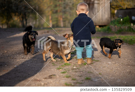 Toddler Surrounded By Curious Dogs Outdoors 135829509