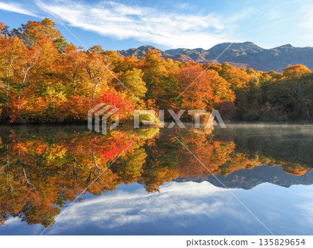 秋葉的Kamoi池塘 135829654