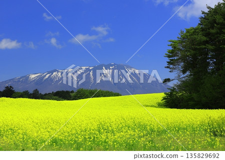 油菜花田和白雪皚皚的岩手山 135829692