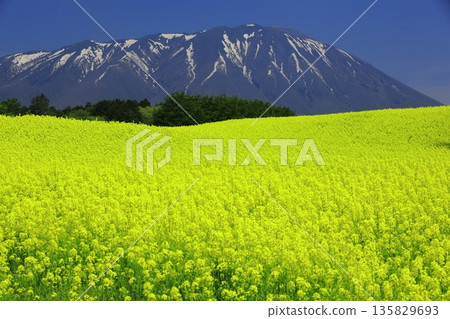 Rape blossom fields and snow-capped Mt. Iwate Rape blossom fields and snow-capped Mt. Iwate 135829693
