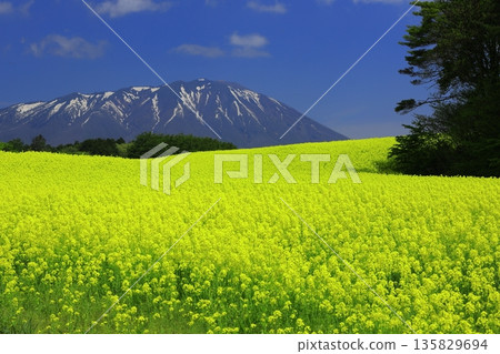 Rape blossom fields and snow-capped Mt. Iwate 135829694