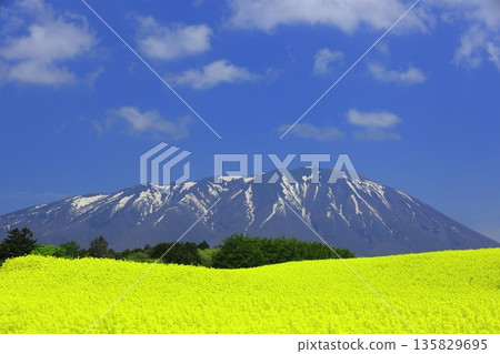Rape blossom fields and snow-capped Mt. Iwate Rape blossom fields and snow-capped Mt. Iwate 135829695