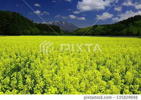 油菜花田和白雪皚皚的岩手山 135829698