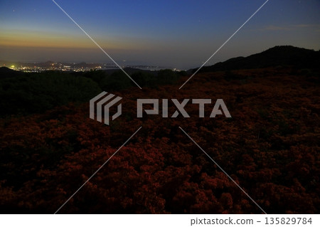 Azaleas of Tokudenjiyama 135829784