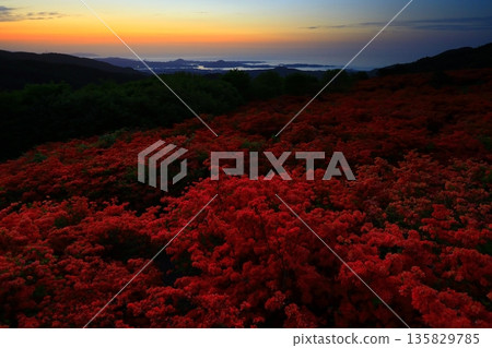 Azaleas of Tokudenjiyama 135829785