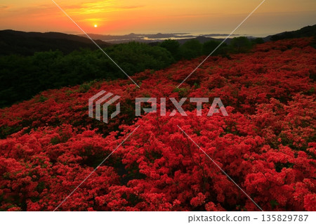 Tokudenjiyama的杜鵑花 135829787