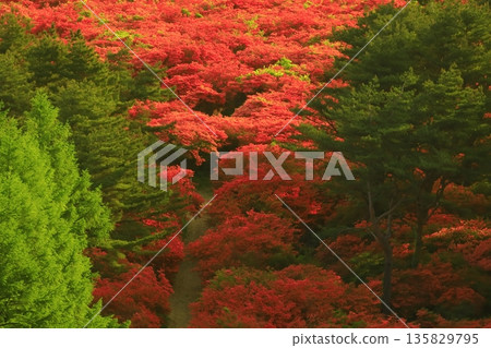 Tokudenjiyama的杜鵑花 Tokudenjiyama的杜鵑花 135829795