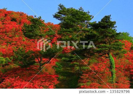 Tokudenjiyama的杜鵑花 135829796