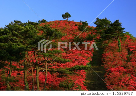 Tokudenjiyama的杜鵑花 Tokudenjiyama的杜鵑花 135829797